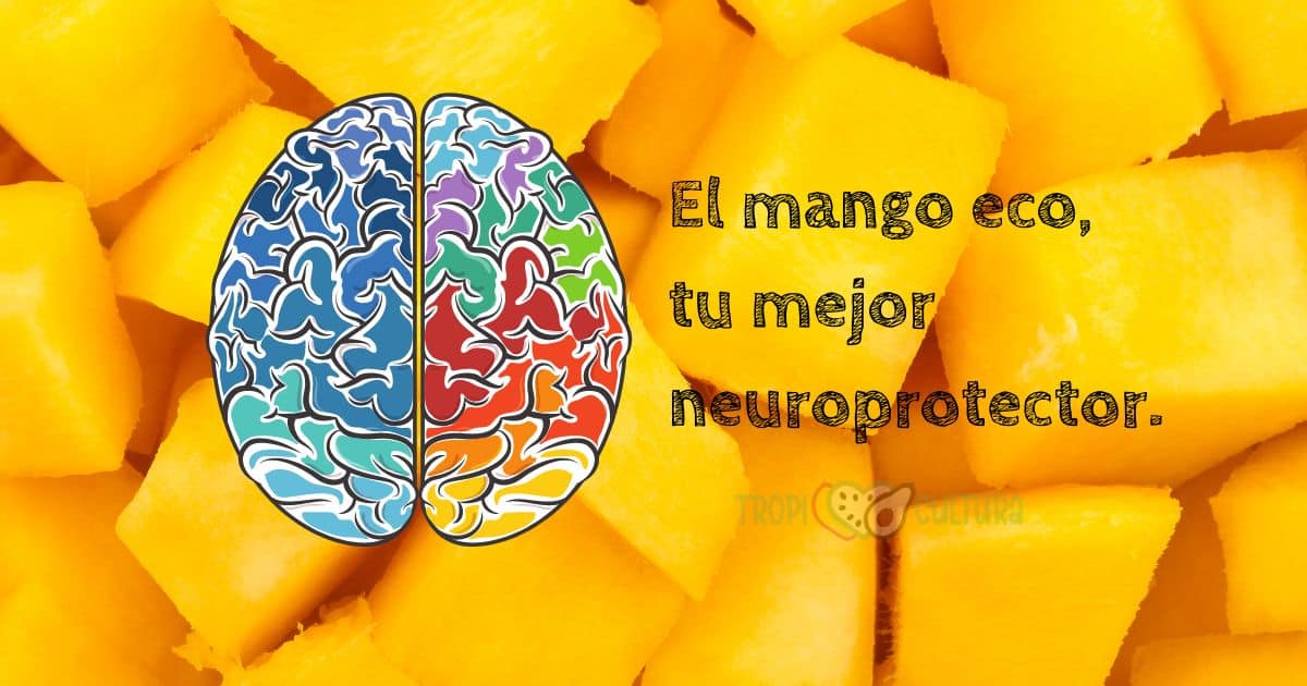 el mango ecológico de tropicultura tu mejor neuroprotector